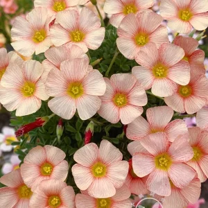 Oxalis Obtusa Bulbs – Multicolored Flowers – Easy to Grow Perennial - Image 4