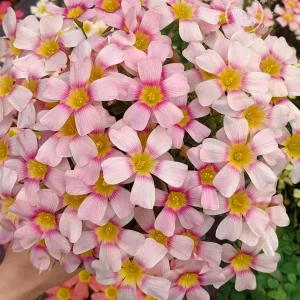 Oxalis Obtusa Bulbs – Multicolored Flowers – Easy to Grow Perennial - Image 5