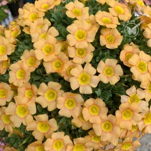 Oxalis Obtusa Bulbs – Multicolored Flowers – Easy to Grow Perennial - Image 6