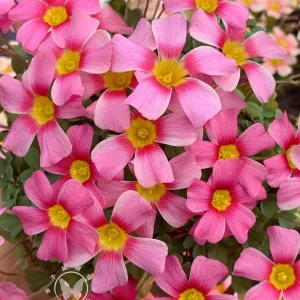 Oxalis Obtusa Bulbs – Multicolored Flowers – Easy to Grow Perennial - Image 7