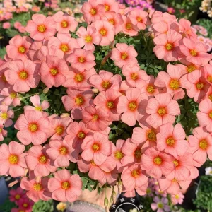 Oxalis Obtusa Bulbs – Multicolored Flowers – Easy to Grow Perennial - Image 8