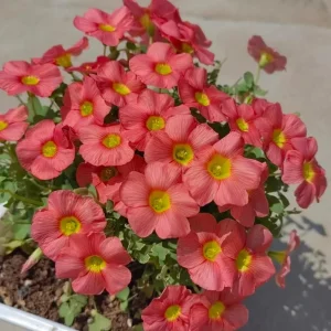 Oxalis Obtusa Ceres Salmon Flower Bulbs - Peach & Orange Blooming, 10 cm - Image 2