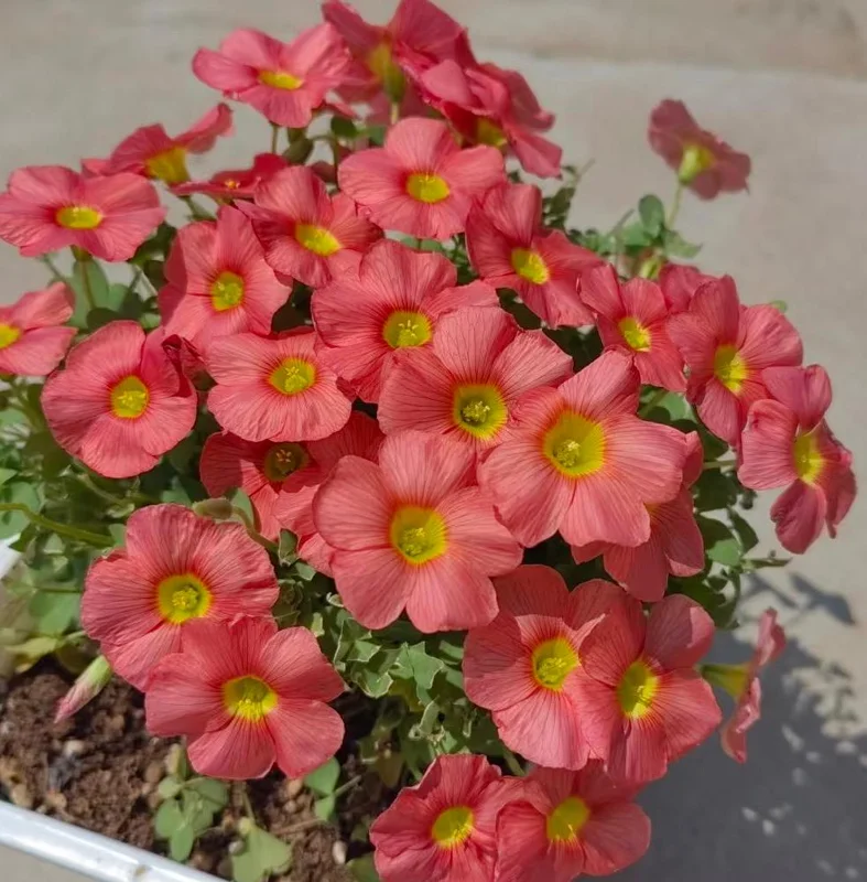 Oxalis Obtusa Ceres Salmon Flower Bulbs - Peach & Orange Blooming, 10 cm - Image 2