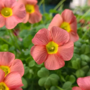 Oxalis Obtusa Ceres Salmon Flower Bulbs - Peach & Orange Blooming, 10 cm - Image 3