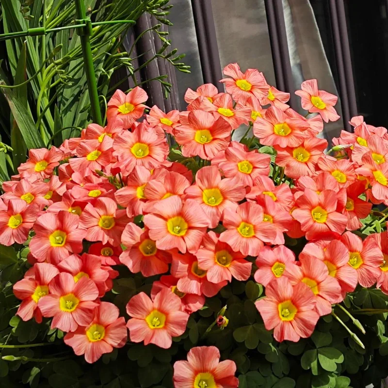 Oxalis Obtusa Ceres Salmon Flower Bulbs - Peach & Orange Blooming, 10 cm - Image 4