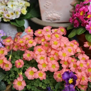 Oxalis Obtusa Ceres Salmon Flower Bulbs - Peach & Orange Blooming, 10 cm - Image 5