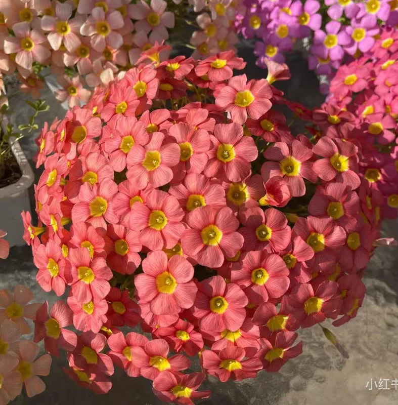 Oxalis Obtusa Ceres Salmon Flower Bulbs - Peach & Orange Blooming, 10 cm - Image 6
