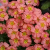 Oxalis Obtusa Ceres Salmon Flower Bulbs - Peach & Orange Blooming, 10 cm - Image 1