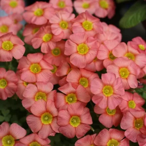Oxalis Obtusa Ceres Salmon Flower Bulbs - Peach & Orange Blooming, 10 cm - Image 1