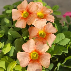 Oxalis Obtusa Crayon Flower Bulbs - Vibrant Multicolored Blooms - Late Flowering - Image 2