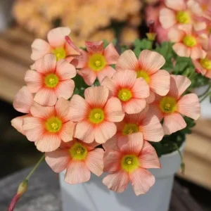 Oxalis Obtusa Crayon Flower Bulbs - Vibrant Multicolored Blooms - Late Flowering - Image 3