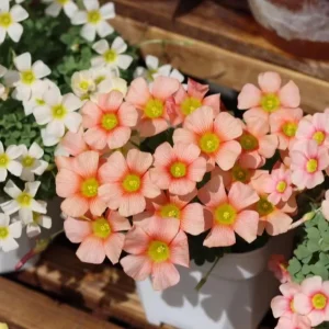 Oxalis Obtusa Crayon Flower Bulbs - Vibrant Multicolored Blooms - Late Flowering - Image 4