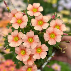 Oxalis Obtusa Crayon Flower Bulbs - Vibrant Multicolored Blooms - Late Flowering - Image 5