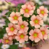 Oxalis Obtusa Crayon Flower Bulbs - Vibrant Multicolored Blooms - Late Flowering - Image 1
