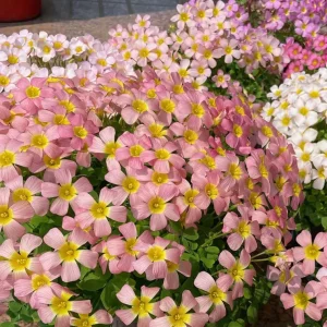 Oxalis Obtusa Damask Rose Live Plant Bulbs – Colorful Flowering Oxalis - Image 2