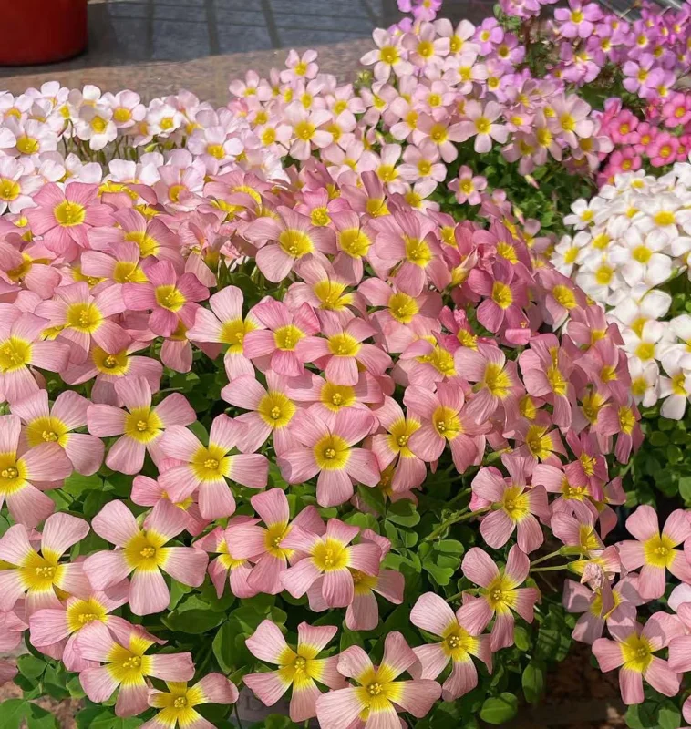 Oxalis Obtusa Damask Rose Live Plant Bulbs – Colorful Flowering Oxalis - Image 2