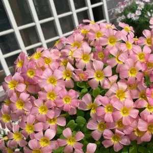 Oxalis Obtusa Damask Rose Live Plant Bulbs – Colorful Flowering Oxalis - Image 3