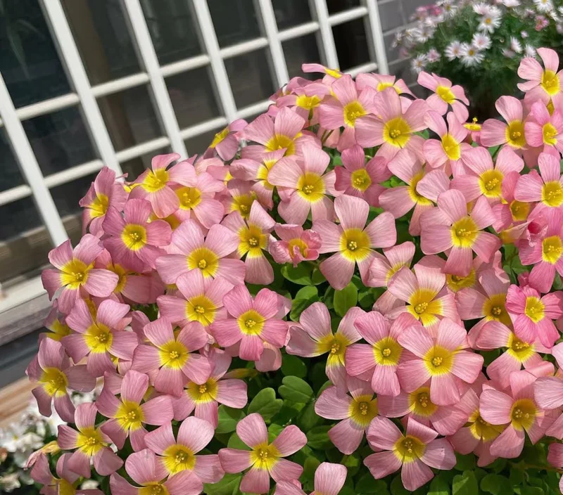 Oxalis Obtusa Damask Rose Live Plant Bulbs – Colorful Flowering Oxalis - Image 3