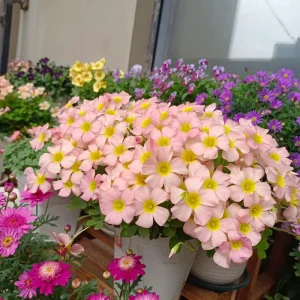 Oxalis Obtusa Damask Rose Live Plant Bulbs – Colorful Flowering Oxalis - Image 4
