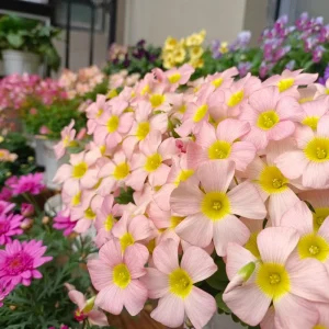 Oxalis Obtusa Damask Rose Live Plant Bulbs – Colorful Flowering Oxalis - Image 5