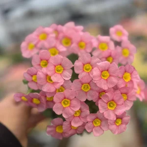 Oxalis Obtusa Damask Rose Live Plant Bulbs – Colorful Flowering Oxalis - Image 6