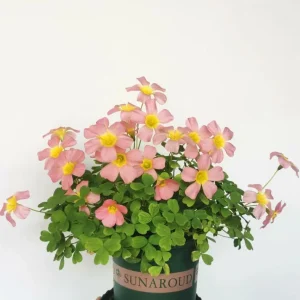 Oxalis Obtusa Damask Rose Live Plant Bulbs – Colorful Flowering Oxalis - Image 7