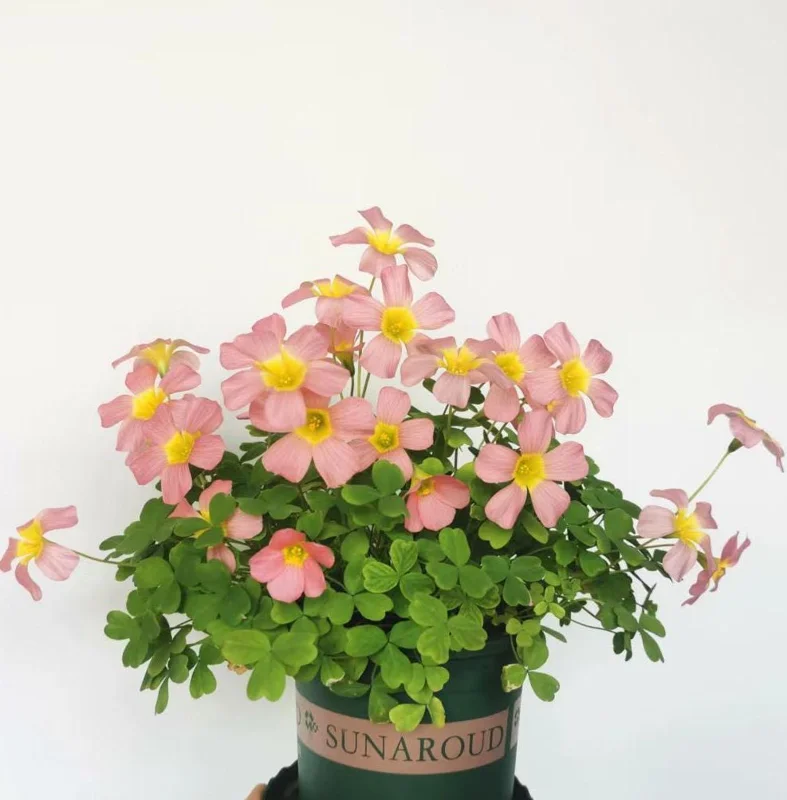 Oxalis Obtusa Damask Rose Live Plant Bulbs – Colorful Flowering Oxalis - Image 7