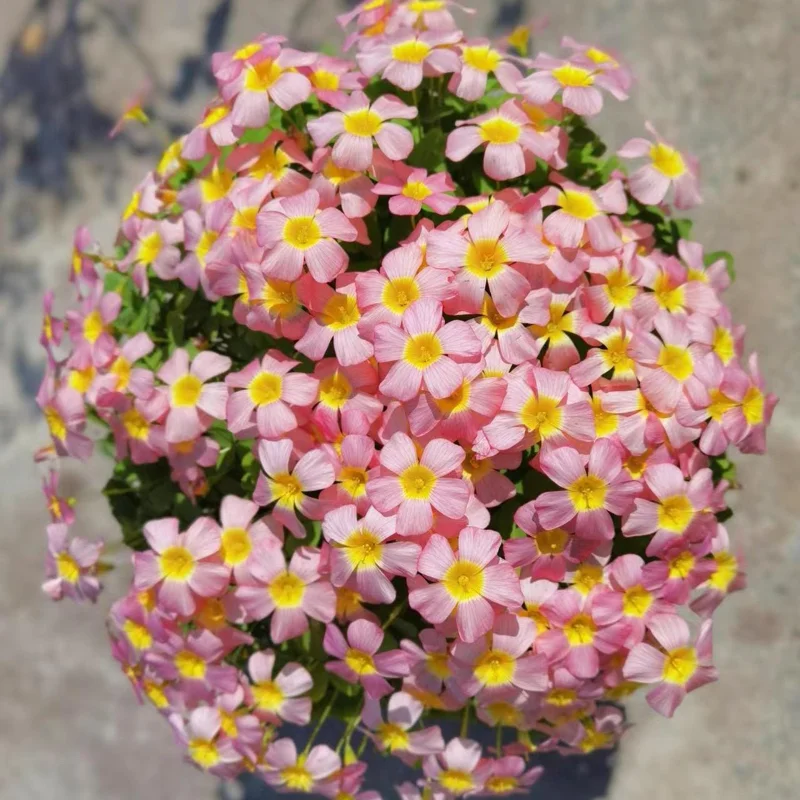 Oxalis Obtusa Damask Rose Live Plant Bulbs – Colorful Flowering Oxalis - Image 1