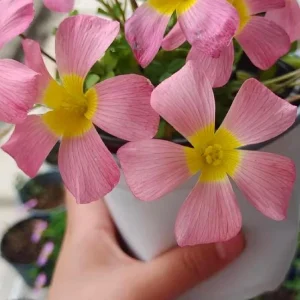 Oxalis Obtusa Diva Flower Bulbs - Multicolored Blooms for Indoor/Outdoor Planting - Image 2