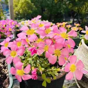 Oxalis Obtusa Diva Flower Bulbs - Multicolored Blooms for Indoor/Outdoor Planting - Image 1