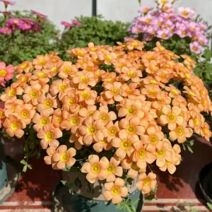 Oxalis Obtusa Fanta Bulbs – Peach to Apricot-Orange Flowers – Late Flowering - Image 2