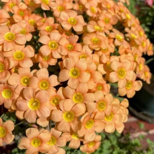 Oxalis Obtusa Fanta Bulbs – Peach to Apricot-Orange Flowers – Late Flowering - Image 1