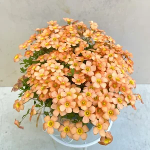 Oxalis Obtusa Fanta Bulbs – Peach to Apricot-Orange Flowers – Late Flowering - Image 3