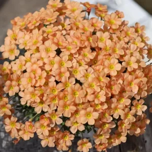 Oxalis Obtusa Fanta Bulbs – Peach to Apricot-Orange Flowers – Late Flowering - Image 4
