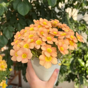 Oxalis Obtusa Fanta Bulbs – Peach to Apricot-Orange Flowers – Late Flowering - Image 5