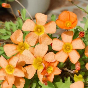 Oxalis Obtusa Fanta Bulbs – Peach to Apricot-Orange Flowers – Late Flowering - Image 6
