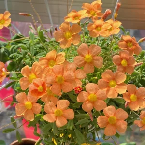 Oxalis Obtusa Fanta Bulbs – Peach to Apricot-Orange Flowers – Late Flowering - Image 7