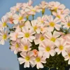 Oxalis Obtusa Feather Bulbs - Multicolor Flowering Oxalis Plant Bulbs - Image 1