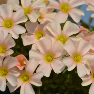 Oxalis Obtusa Feather Bulbs - Multicolor Flowering Oxalis Plant Bulbs - Image 2