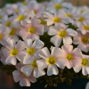 Oxalis Obtusa Feather Bulbs - Multicolor Flowering Oxalis Plant Bulbs - Image 3