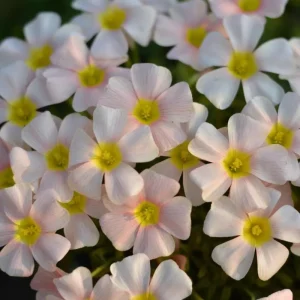 Oxalis Obtusa Feather Bulbs - Multicolor Flowering Oxalis Plant Bulbs - Image 4