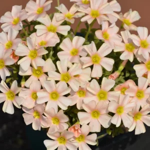 Oxalis Obtusa Feather Bulbs - Multicolor Flowering Oxalis Plant Bulbs - Image 5