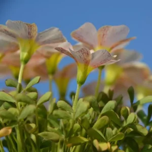 Oxalis Obtusa Feather Bulbs - Multicolor Flowering Oxalis Plant Bulbs - Image 6