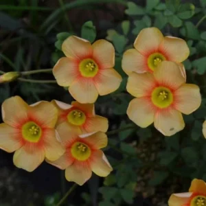 Oxalis Obtusa Fire Glow Bulbs - Peach, Orange & Pink Flowers - Fall Planting - Image 2