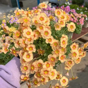 Oxalis Obtusa Fire Glow Bulbs - Peach, Orange & Pink Flowers - Fall Planting - Image 3