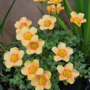 Oxalis Obtusa Fire Glow Bulbs - Peach, Orange & Pink Flowers - Fall Planting - Image 1