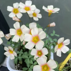 Oxalis Obtusa Fox Lady Bulbs – Colorful Flowering Oxalis Plant - Image 2