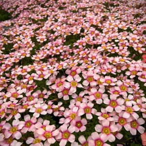 Oxalis Obtusa Fox Lady Bulbs – Colorful Flowering Oxalis Plant - Image 3