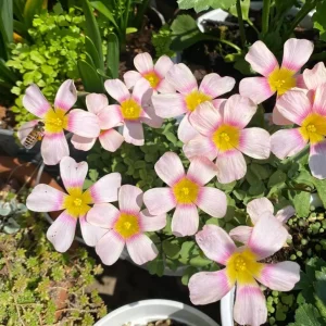 Oxalis Obtusa Fox Lady Bulbs – Colorful Flowering Oxalis Plant - Image 4