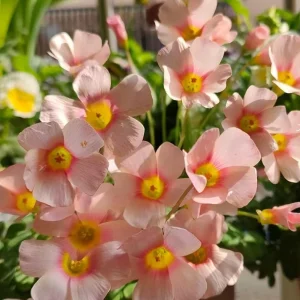Oxalis Obtusa Fox Lady Bulbs – Colorful Flowering Oxalis Plant - Image 5